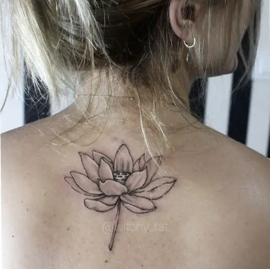 Bloomed Lotus Flower With Stem