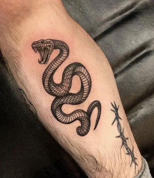 Snake and Barbwire on Calf