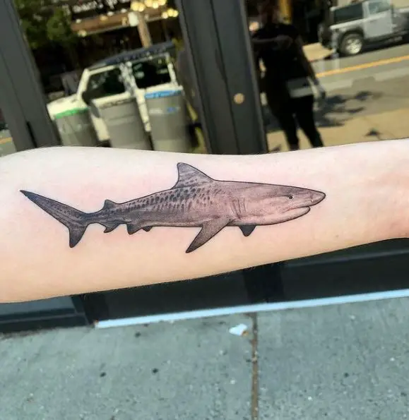 Grey Tiger Shark Forearm Tattoo
