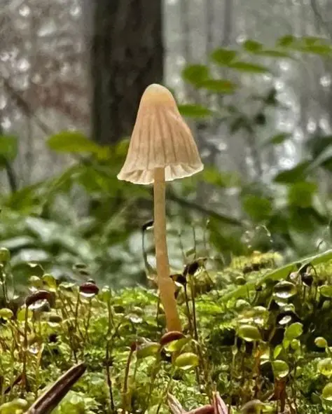 White Mushroom in Nature
