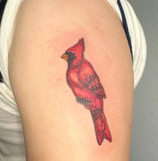 Red Cardinal Arm Tattoo
