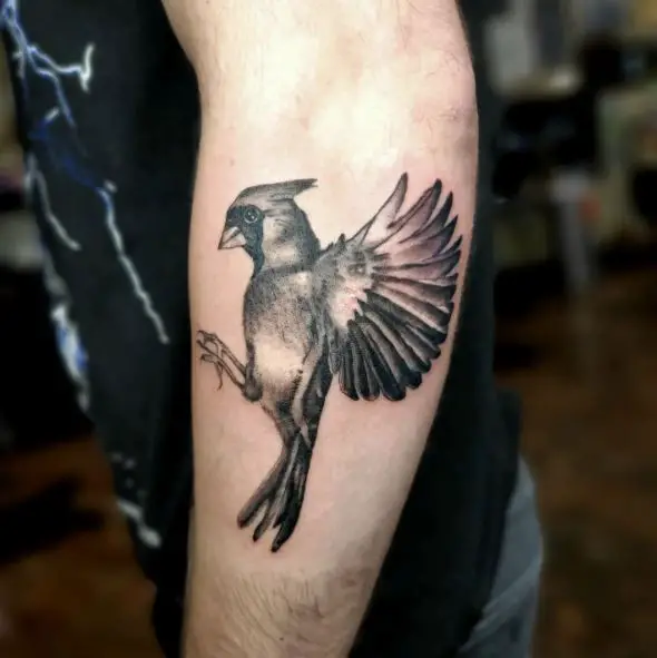 Black and Grey Flying Cardinal Forearm Tattoo