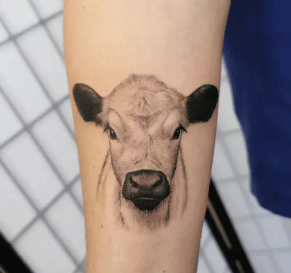 Portrait Style Tattoo of Speckle Park Calf